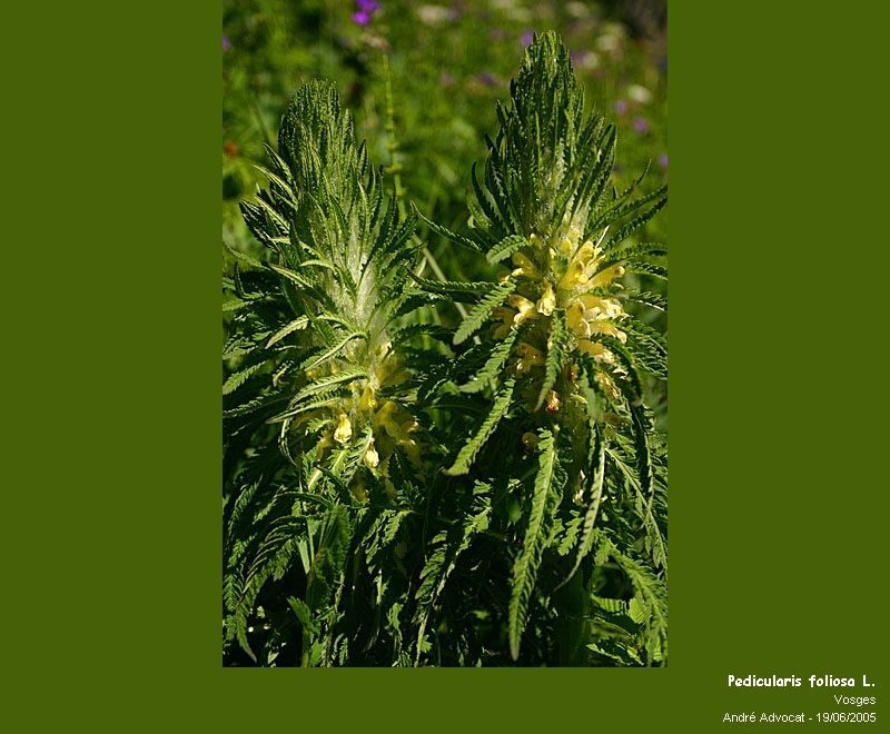 Pedicularis foliosa L. #27750