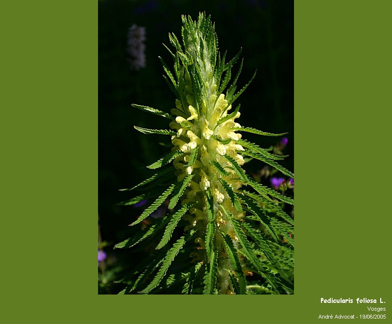 Pedicularis foliosa L. #27751