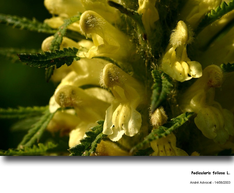 Pedicularis foliosa L. #27752