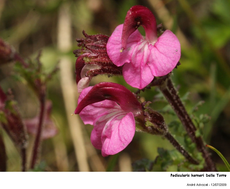 Pedicularis kerneri Dalla Torre #27661