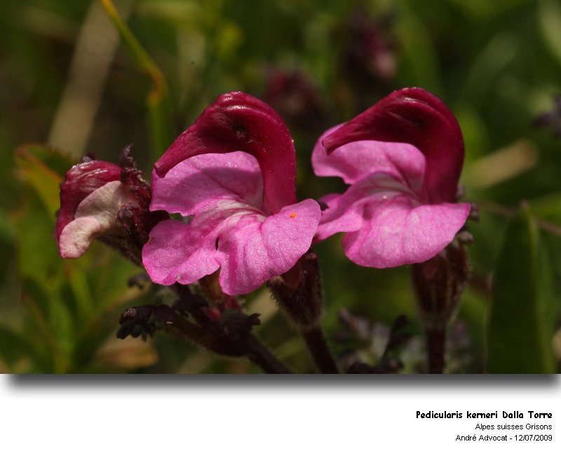 Pedicularis kerneri Dalla Torre #27660