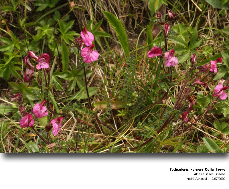 Pedicularis kerneri Dalla Torre #27659