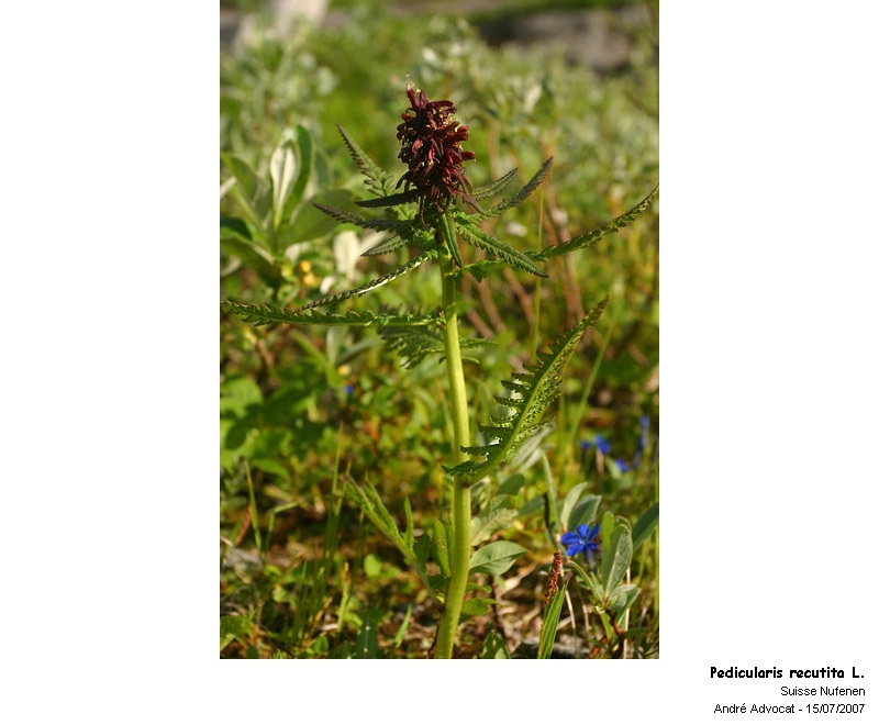Pedicularis recutita L. #27672