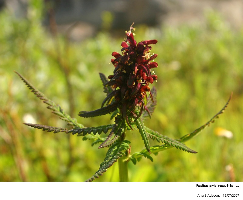 Pedicularis recutita L. #27673