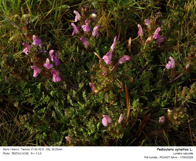 Pedicularis sylvatica L. - pédiculaire des bois #9925
