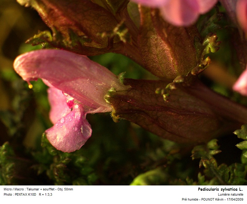 Pedicularis sylvatica L. - pédiculaire des bois #9927