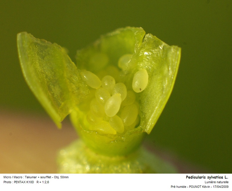 Pedicularis sylvatica L. - pédiculaire des bois #9930