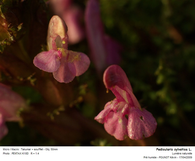 Pedicularis sylvatica L. - pédiculaire des bois #9926
