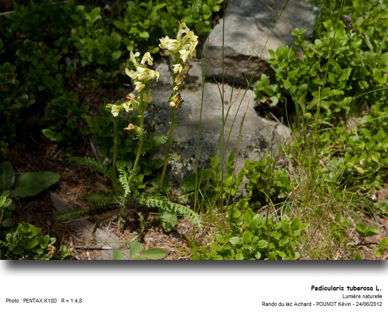 Pedicularis tuberosa L. - Pédiculaire tubéreuse #27535