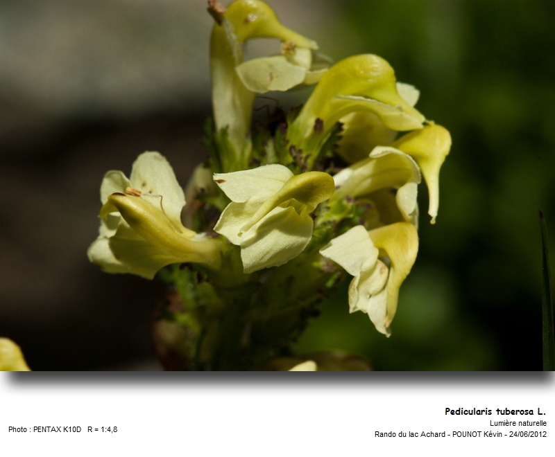 Pedicularis tuberosa L. - Pédiculaire tubéreuse #27537