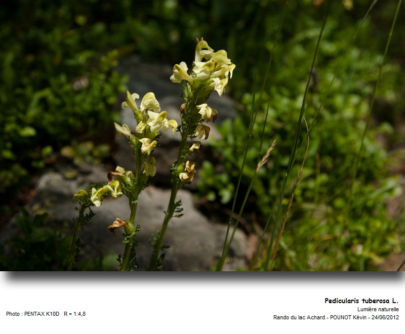 Pedicularis tuberosa L. - Pédiculaire tubéreuse #27536