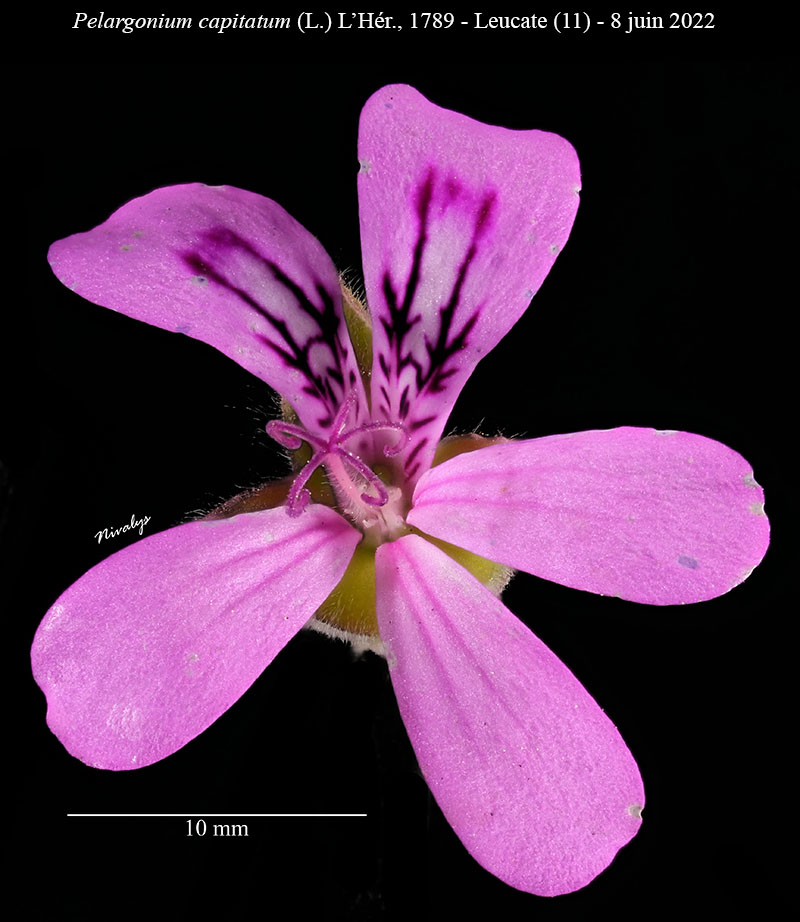 Pelargonium capitatum #70831