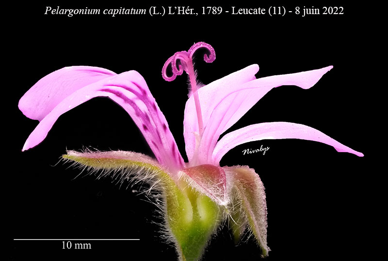 Pelargonium capitatum #70832