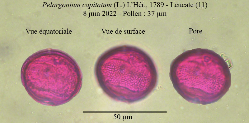 Pelargonium capitatum #70834