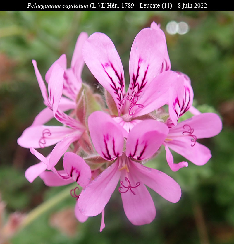 Pelargonium capitatum #70830