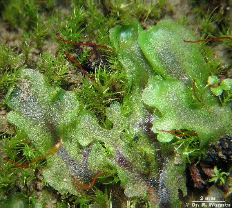 Pellia epiphylla #940