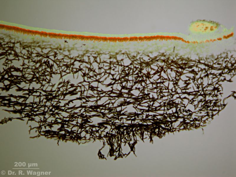 Peltigera aphtosa #24166