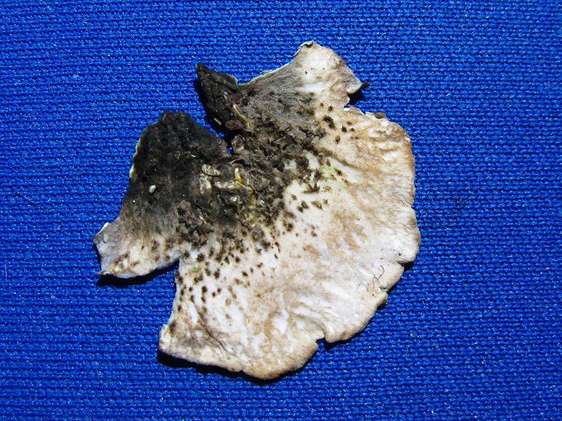 Peltigera aphtosa #24160