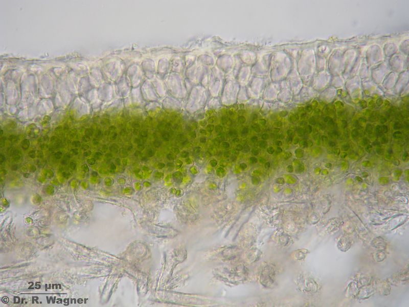 Peltigera aphtosa #24167