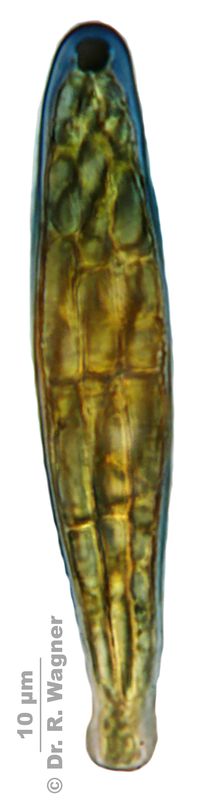 Peltigera aphtosa #24171