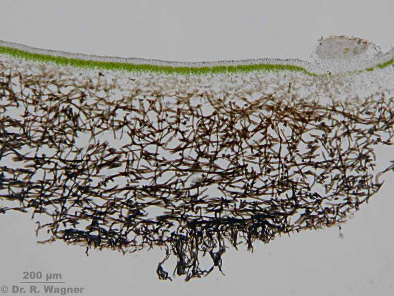 Peltigera aphtosa #24162