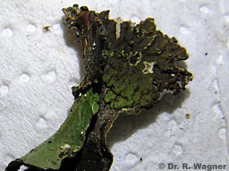 Peltigera aphtosa #24169