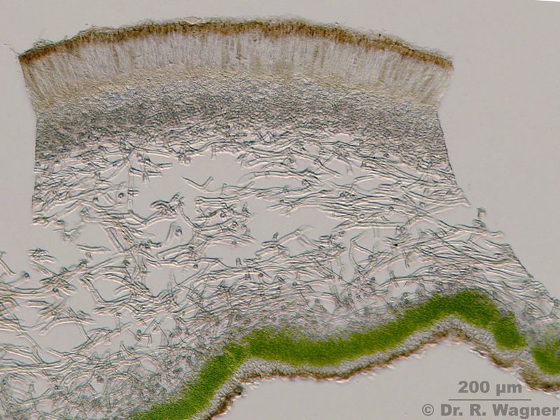 Peltigera aphtosa #24170