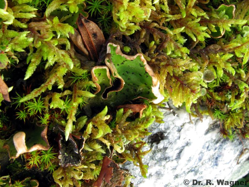 Peltigera aphtosa #24159