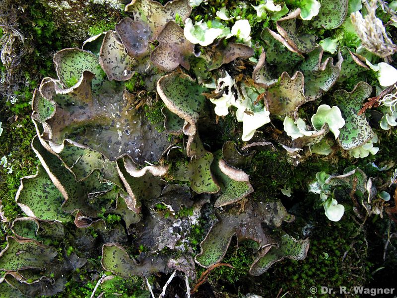 Peltigera britannica #34653