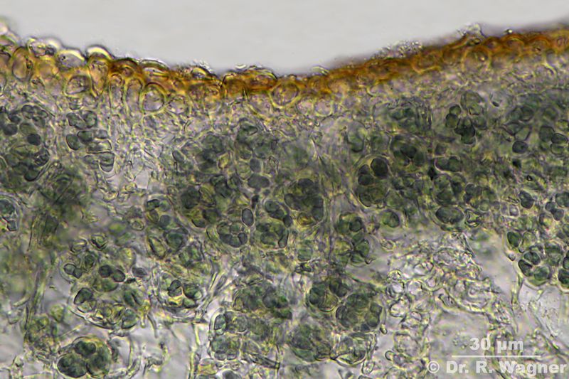 Peltigera britannica #34660