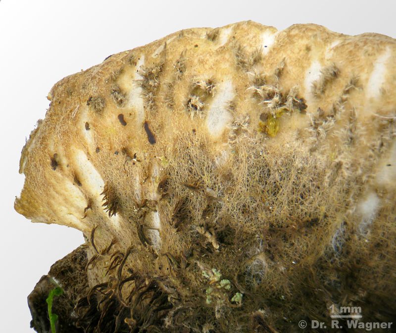 Peltigera britannica #34654
