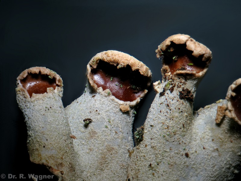 Peltigera canina #16972