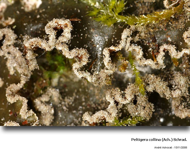 Peltigera collina (Ach.) Schrad. #6820