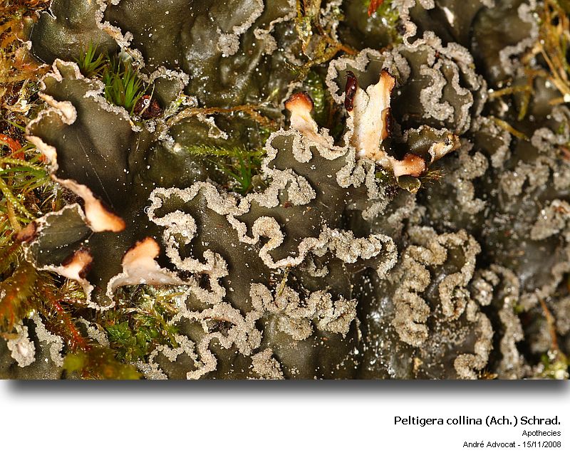 Peltigera collina (Ach.) Schrad. #6819