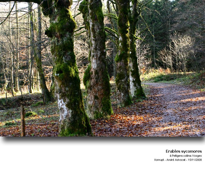 Peltigera collina (Ach.) Schrad. #6817