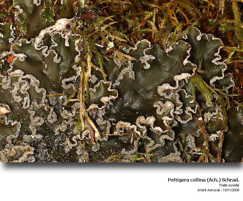 Peltigera collina (Ach.) Schrad. #6818