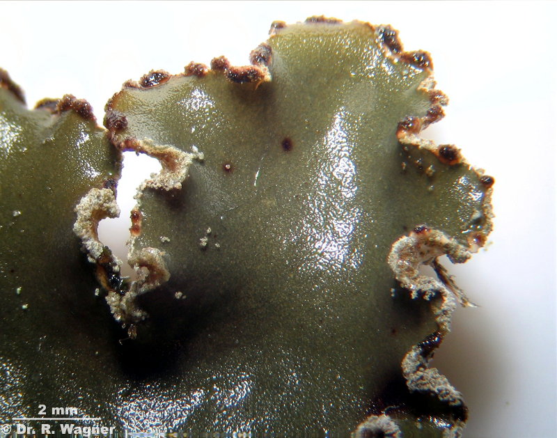 Peltigera collina #6719