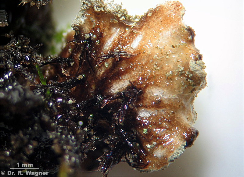 Peltigera collina #6720
