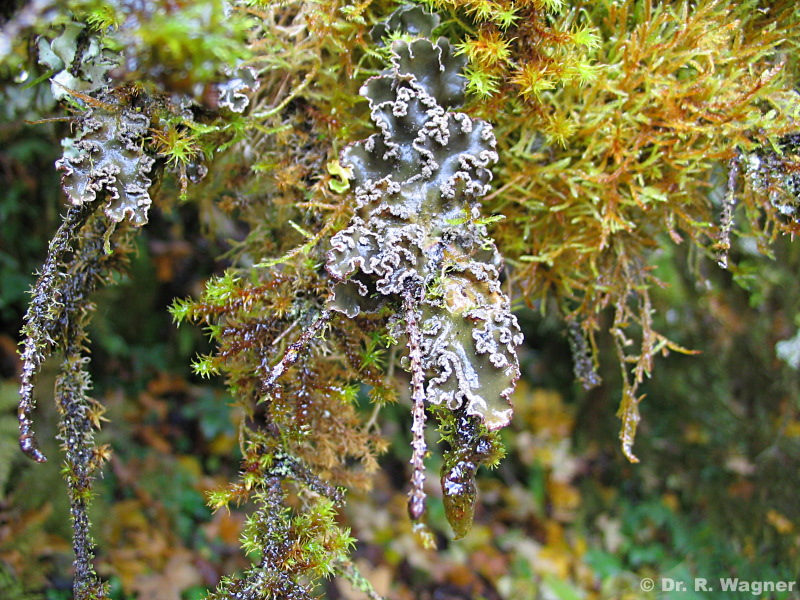Peltigera collina #6718