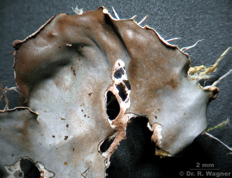Peltigera degenii #7471