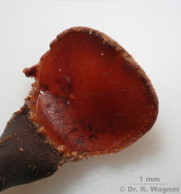 Peltigera degenii #7473