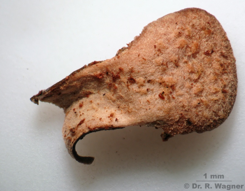 Peltigera degenii #7474