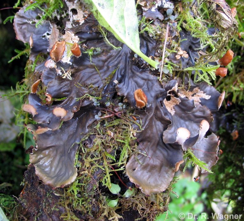 Peltigera degenii #7470
