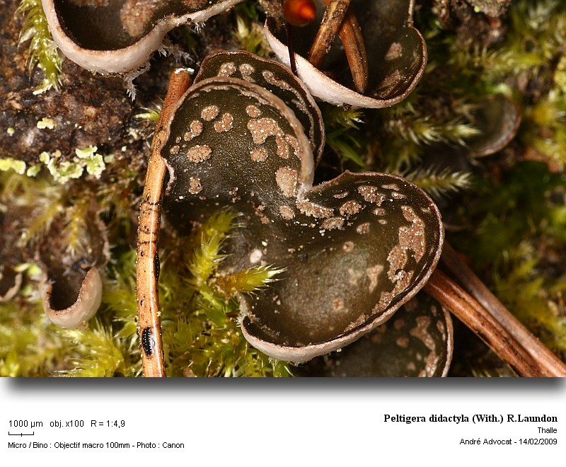 Peltigera didactyla (With.) R.Laundon #40047