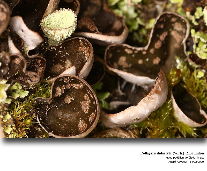 Peltigera didactyla (With.) R.Laundon #40046