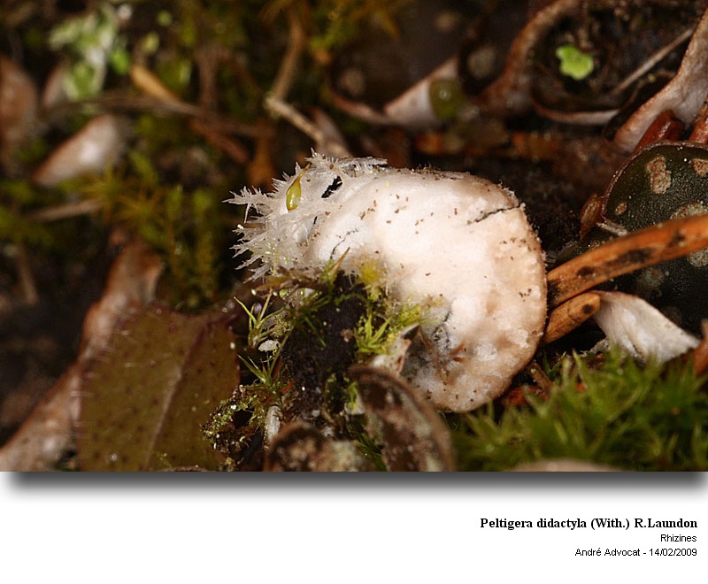 Peltigera didactyla (With.) R.Laundon #40048