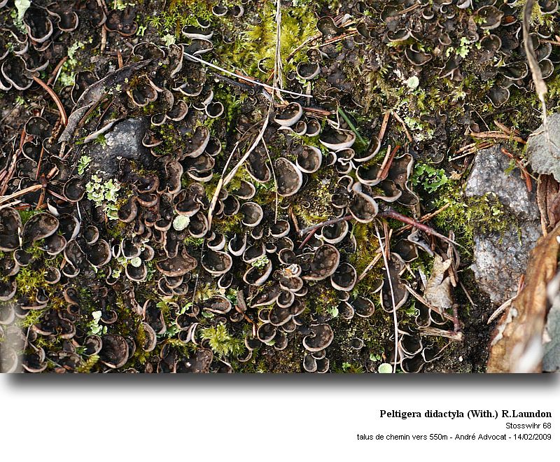 Peltigera didactyla (With.) R.Laundon #40045