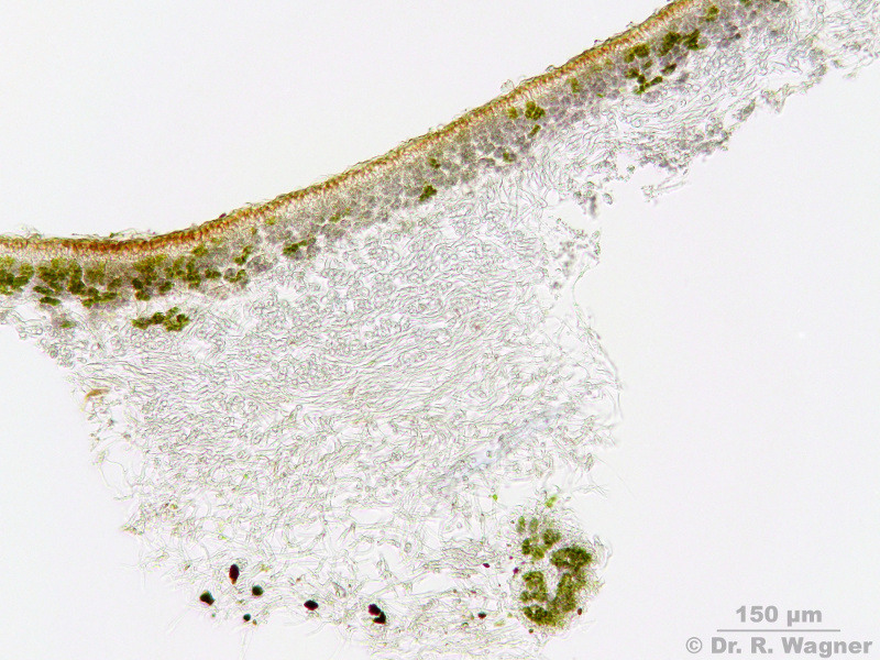 Peltigera didactyla #10741