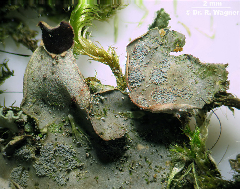 Peltigera didactyla #10738