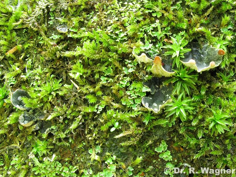 Peltigera didactyla #10737